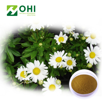 Chrysanthemum Flower Extract Instant Tea Powder