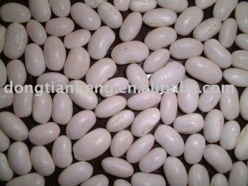 small white kidney beans