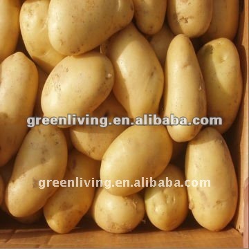 China Organic Best Quality Potatoes