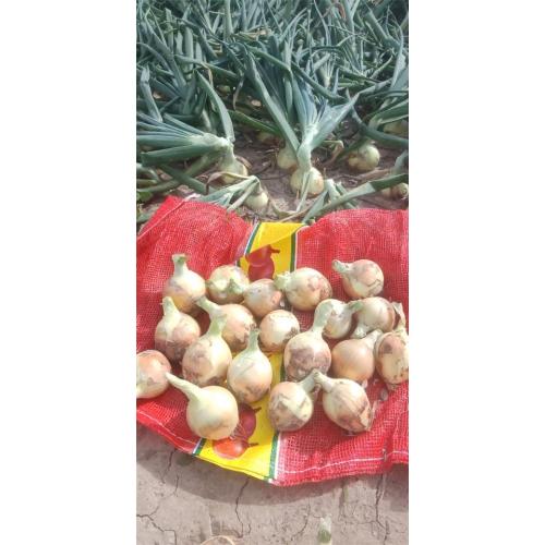 Cebola Amarela New Crop 2020