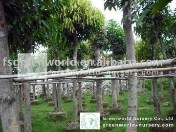 Mangifera indica landscaping trees