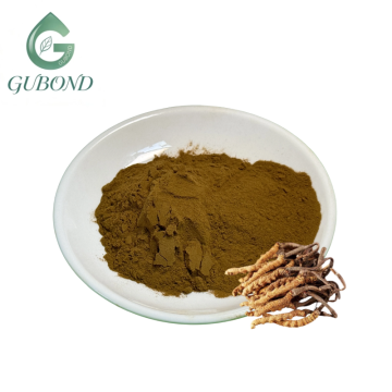 50% Cordyceps Polysaccharide Powder Bulk