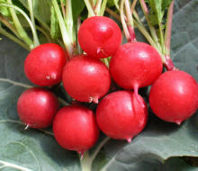 Red Radish Seeds For Growing