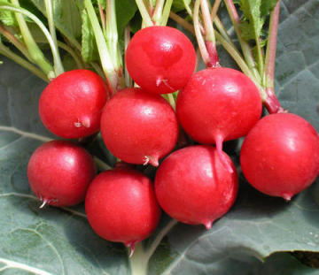 Red Radish Seeds For Growing