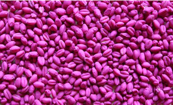 tratantes de semillas seed treaters