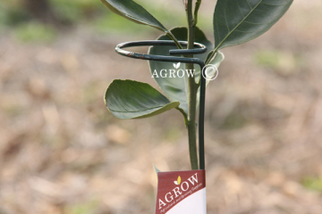 Single Stem Plant Supports