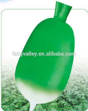 Hybrid F1 Green radish seeds For Growing-Green Crisp 891