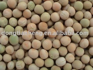 White Pea Bean