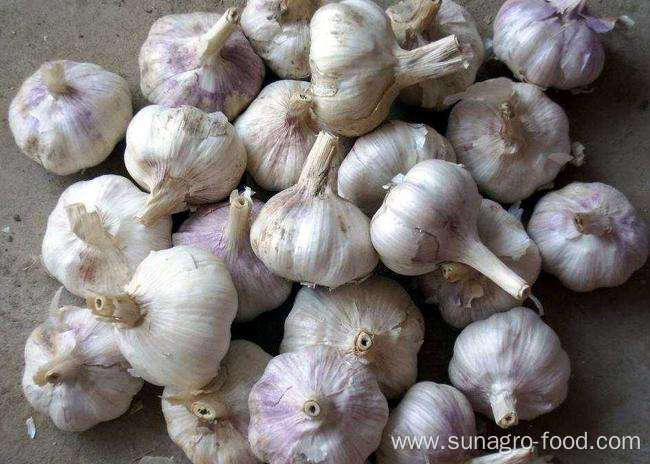 Pack regular garlic of high quality