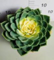 καυτή πώληση echeveria julius ζωντανά φυτά