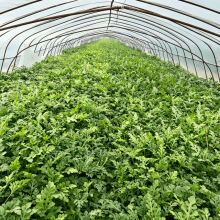 Anti-Algae PE Film for Enhanced Crop Protection