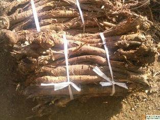 Oxymatrine Sophora Root Extract