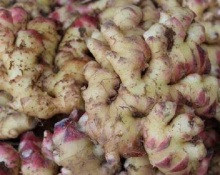 High Yield Fresh Ginger