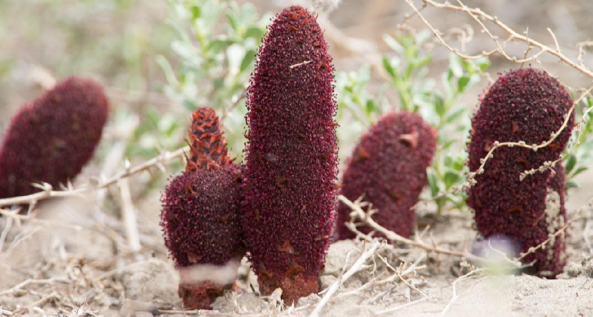 Cynomorium-Songaricum-Extract Cynomorium-Songaricum-Extract