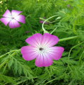 Agrostemma githago L λουλούδι