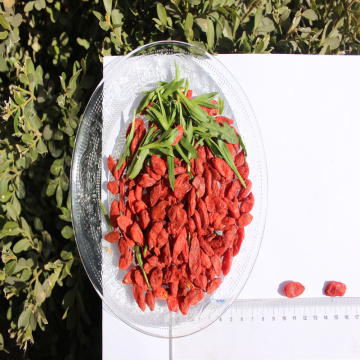 High nutrition Certified Healthy Dried Goji Berry