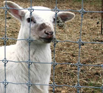 Deer Fence Netting