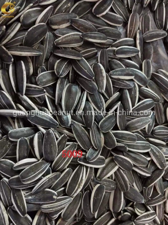 Hot Sales New Crop Sunflower Seeds From Shandong Guanghua