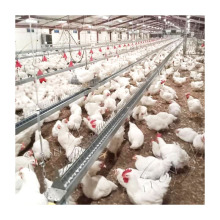 Automatic Poultry Feeder Equipment - Affordable Prices for Breeders