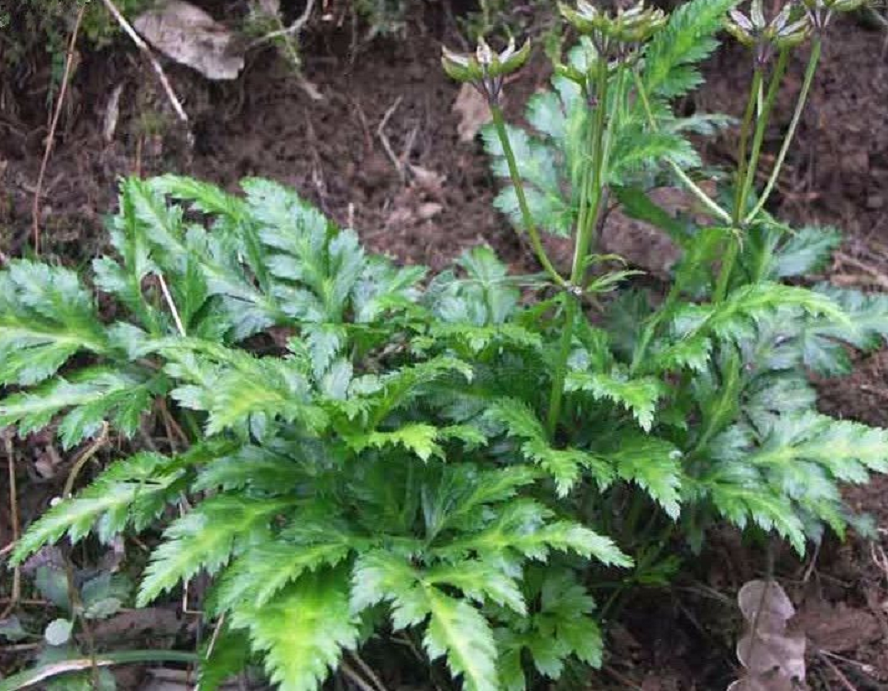 Perubatan Tradisional Cina coptis chinensis