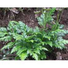 แพทยศาสตร์แผนโบราณจีน Coptis chinensis