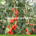 Factory Wholesale Super Food Nutrition Malaysia Goji Berry