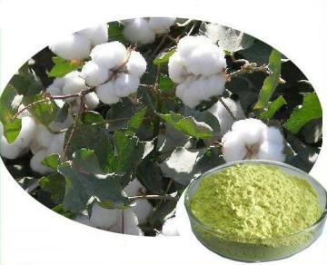 Gossypium herbaceum L. extract of gossypol acetate powder