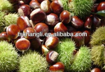 healthy fresh chestnuts for hot sale