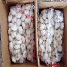 Chinese Fresh White Garlic