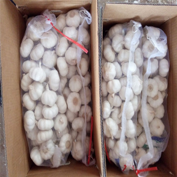 Chinese Fresh White Garlic