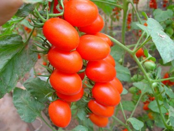 F1 hybrid red ellipse cherry tomato seed