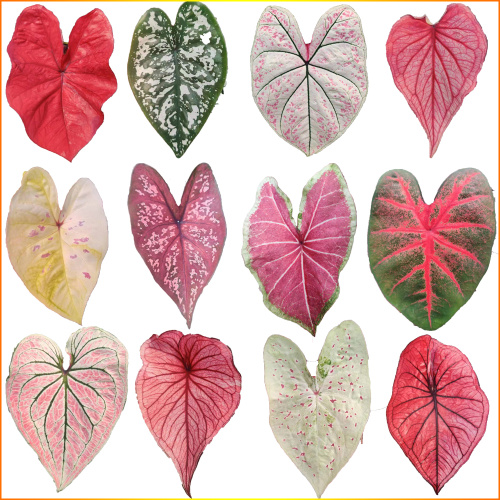 caladium mix color in stock