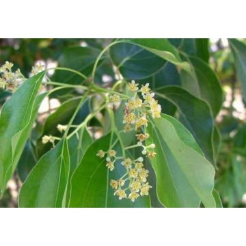 Ho Wood Essential Oil Cinnamomum Camphora