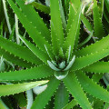 Extracto de Aloe Vera