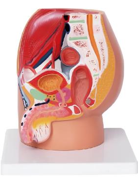 Male ureteral travel model