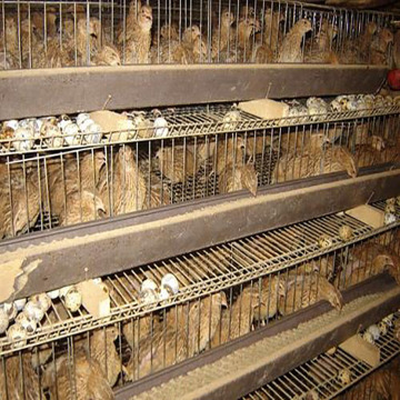 6 Layer Galvanized Cage for 400 Quails
