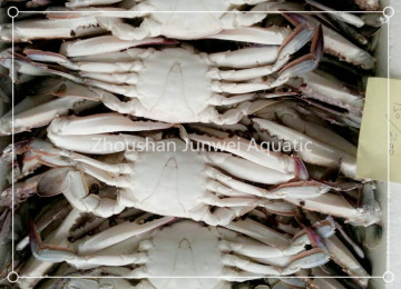 whole round swimming crab