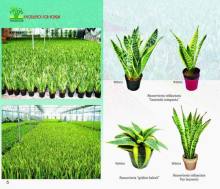 Sansevieria laurentii nursery