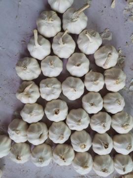 Top Quality White garlic