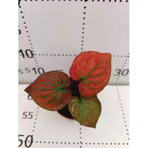 good quality caladium c99