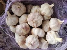 2020 New Crop Garlic Hot Selling