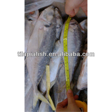 Kenya food products horse mackerel