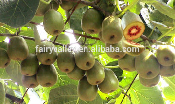 Kiwifruit seed kiwi fruit seeds kiwi tree seeds for growing high economic fruit trees
