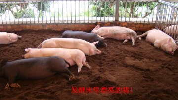 Pig litter fermentation bed fermentation bacteria/Pig Farm House odor remove Bacteria/