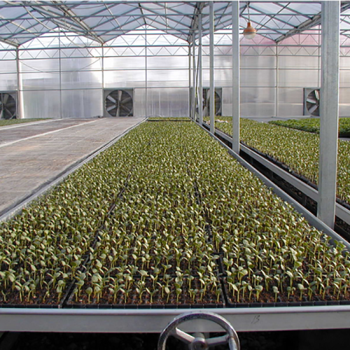 Skyplant Ebb Flow Rolling Bench in Greenhouse