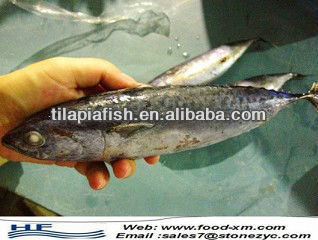 Frozen Bonito tuna Fish Big Size