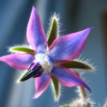 borage oil borage seed oil