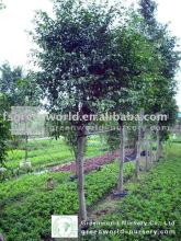 Ficus Nitida landscaping trees in nursery place