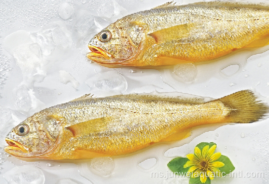 Croaker kuning beku segar