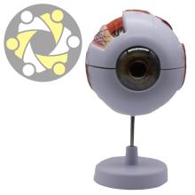 6x Enlarged Plastic Human Anatomical Eye Study Model